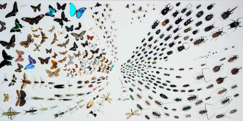 Muséum d’histoire naturelle de Neuchâtel